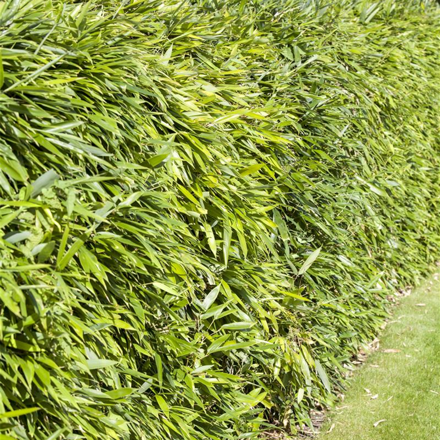 60+ Garten Selders Gmbh Badendonker Straße Meerbusch, In neuss, an